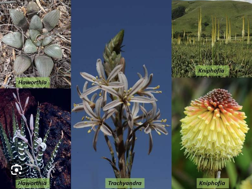 <ul><li><p>Aloe</p></li><li><p>Many families are now subfamilies of this one</p></li></ul><p></p>