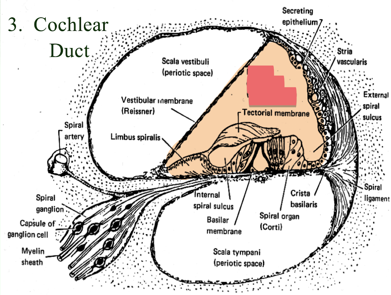 <p>middle space made of endolymph</p>