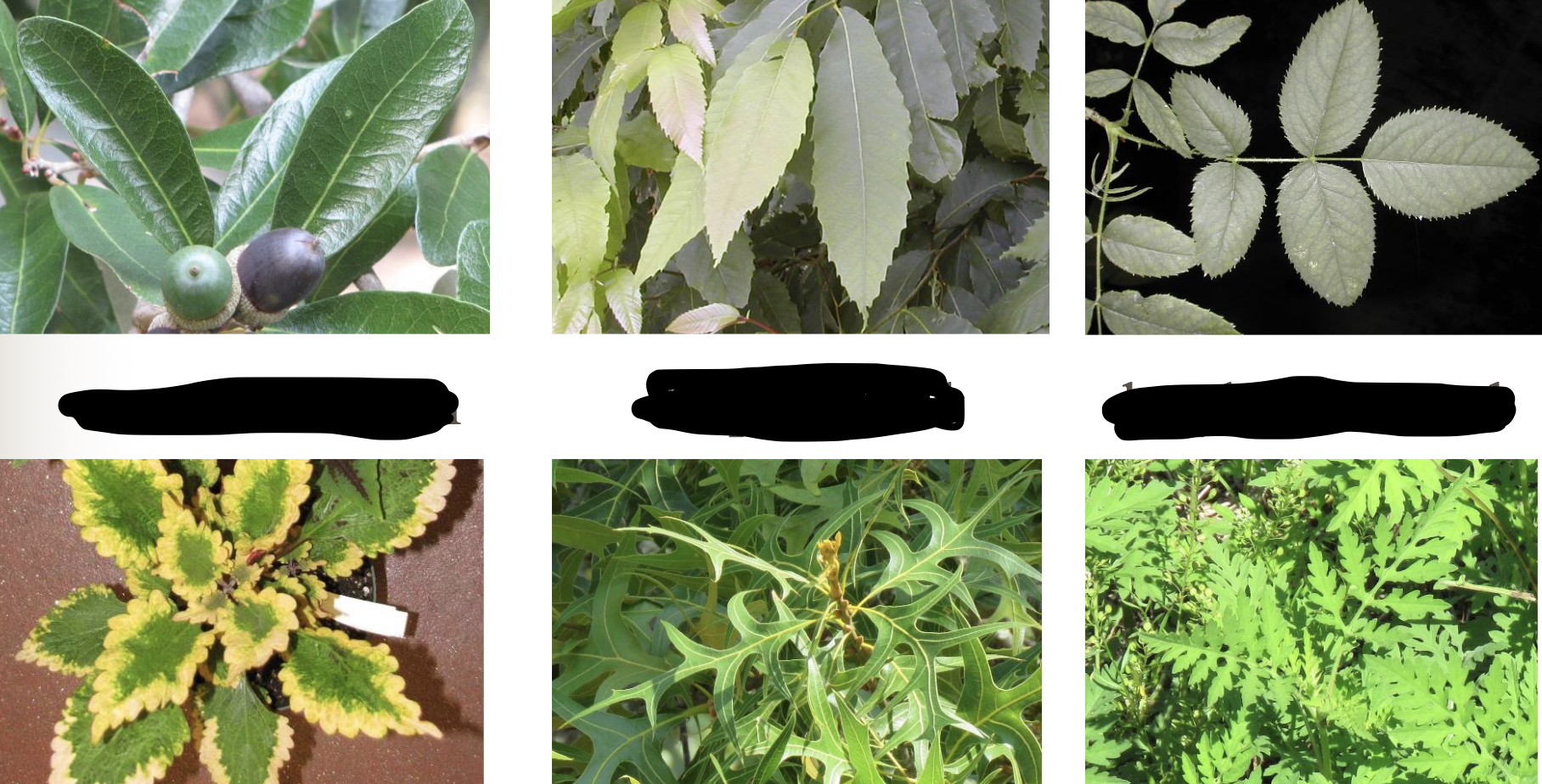 <p>leaf margin types include the following: _ have smooth margins (top left) , _ have wide teeth (top middle), _ have small teeth (top right), _ are scalloped (bottom left), deeply _ means blade does not disappear (bottom right), not truly compound; and deeply lobed (bottom middle)</p>