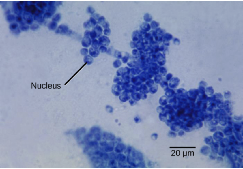 <p>Single-celled fungus; reproduce asexually by binary fission or by the pinching of small buds off a parent cell. Many fungal species can grow both as these and as a network of filaments; relatively few species grow only as these</p>