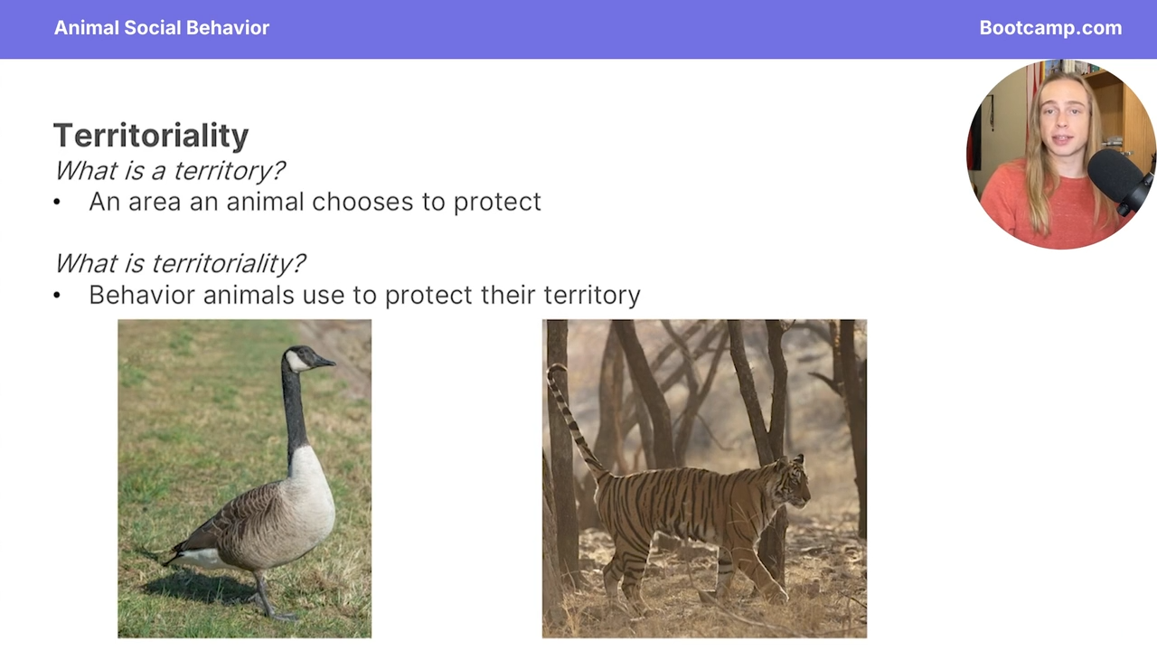 <p>behavior animals use to protect their territory</p>