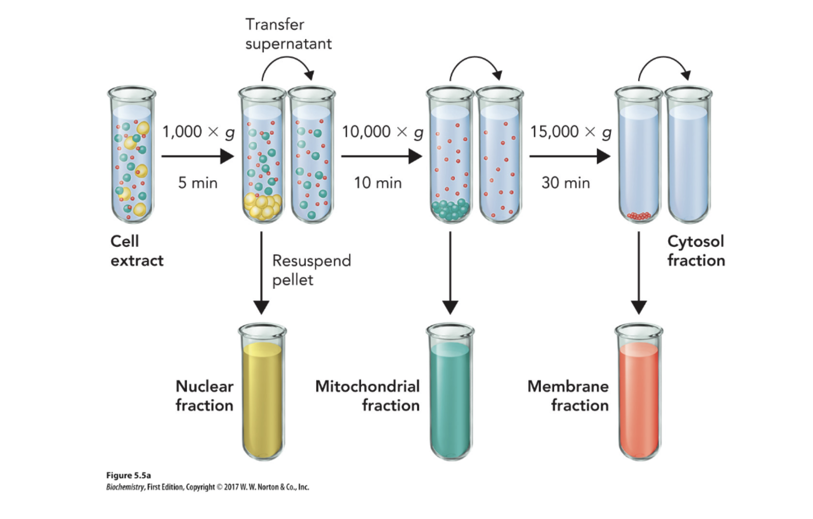 <p>The greater the mass the lower the speed it can be separated at</p>
