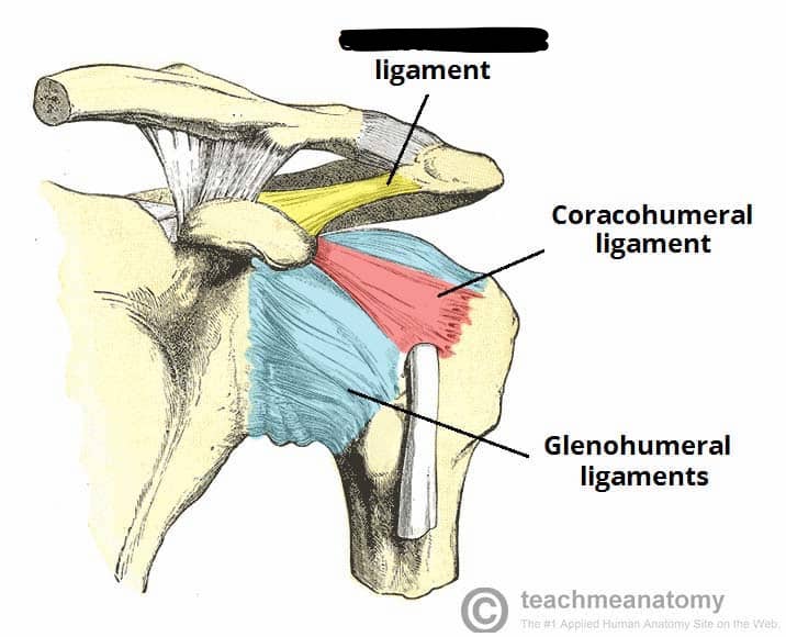 <p>coracoaacromion ligament</p>