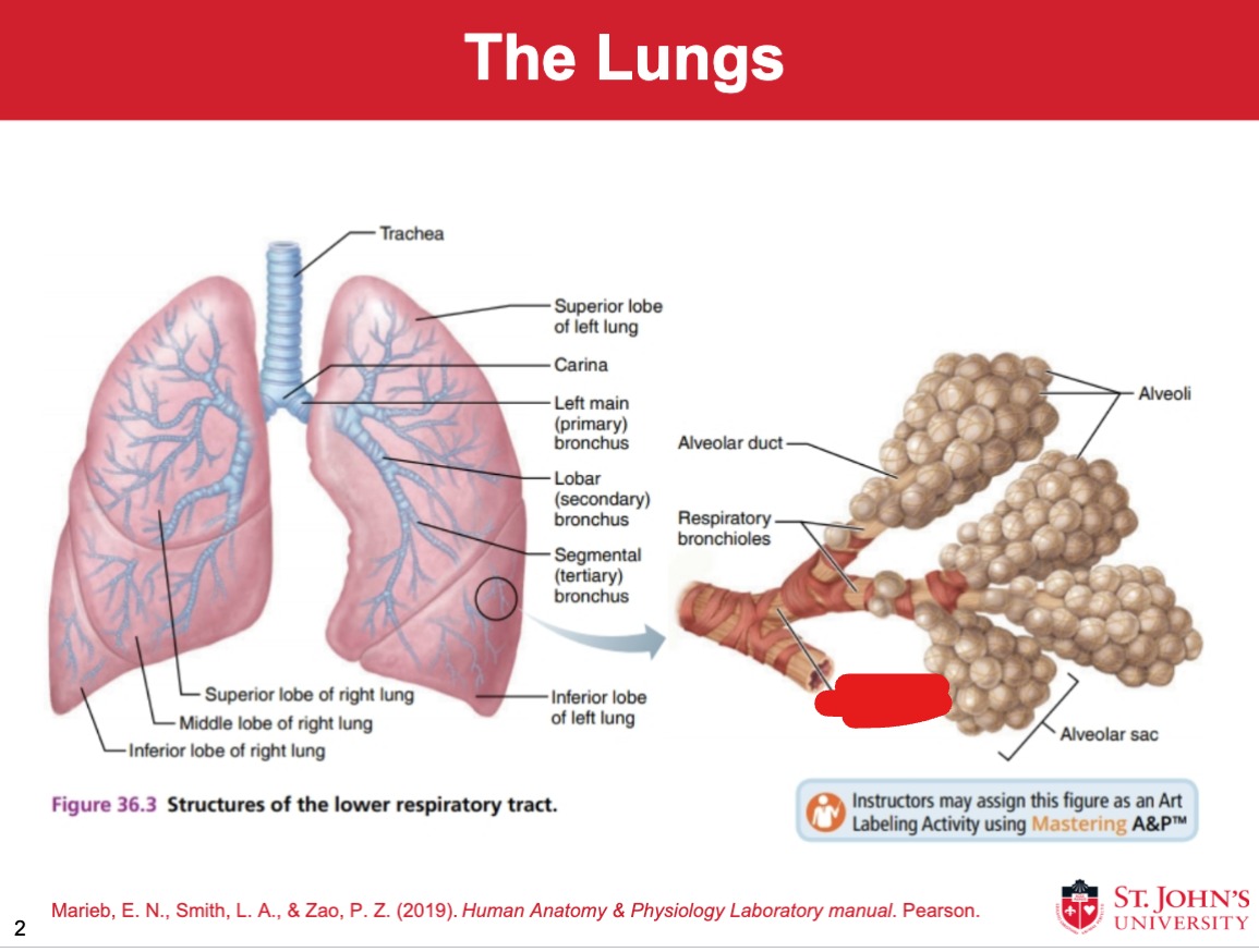 <p>Lungs</p>