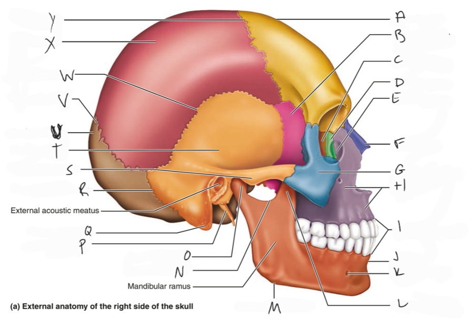 <p>temporal bone</p>