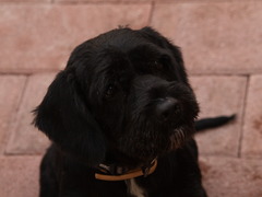 <p>black</p>