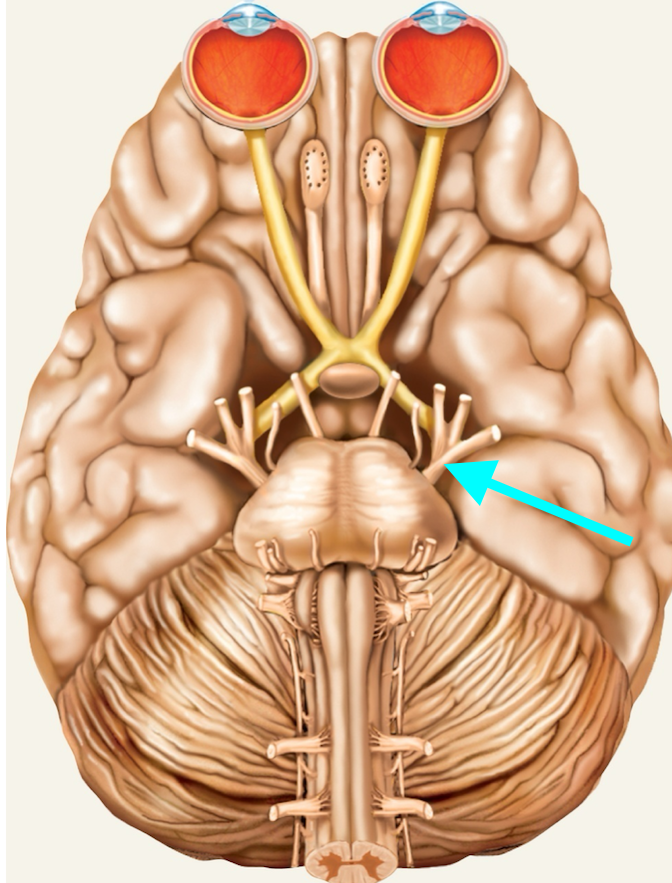 <p>Nerve, number, sensory or motor?</p>
