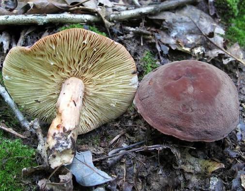 <p>Spore print? </p>