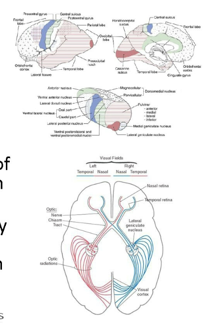 <p>Lateral geniculate nucleus</p><ul><li><p>LGN is a small, rostrolaterally directed projection from the posterior thalamus.</p></li><li><p>Laminated, receives input from the retina of both eyes via fiber traveling in the optic tract</p></li><li><p>Projects to the primary visual cortex (V1) found on the banks of the calcarine sulcus on the medial surface of the occipital lobe. </p></li></ul><p>Medial geniculate nucleus</p><ul><li><p>Recieves auditory input from the inferior colliculus through its brachium. </p></li><li><p>MGN projects to the primary auditory cortex (A1) associated with the transverse temporal gyri of Heschl</p></li></ul><p></p>