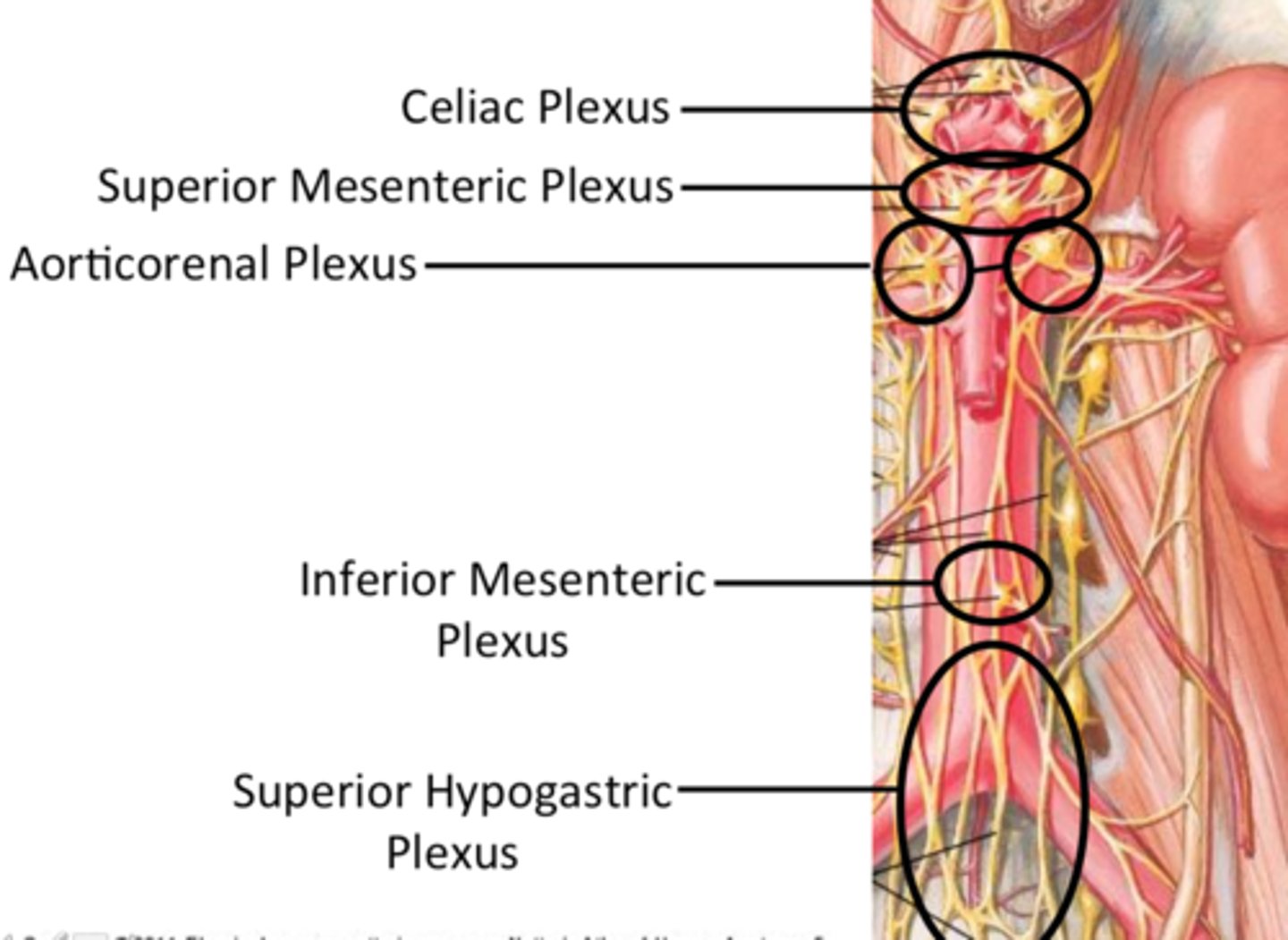 <p>where is the location of the superior mesenteric ganglia and plexus?</p>