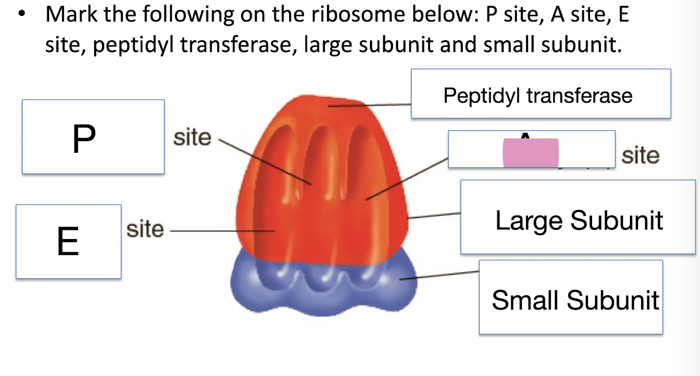 <p>Mark the following on the ribosome below: P site, A site, E site, peptidyl transferase, large subunit and small subunit</p>