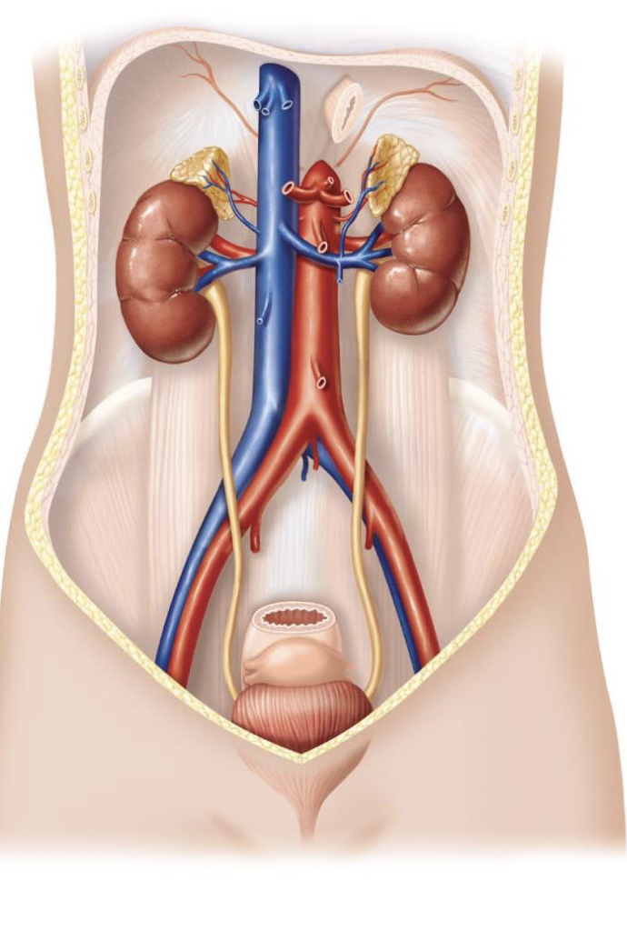 <ul><li><p>not all of the kidneys work at the same time</p></li><li><p>illustrates the functional reserve of the kidney itself as they don’t work at 100% capacity all of the time and have the ability to ramp up the function</p></li></ul><p></p>