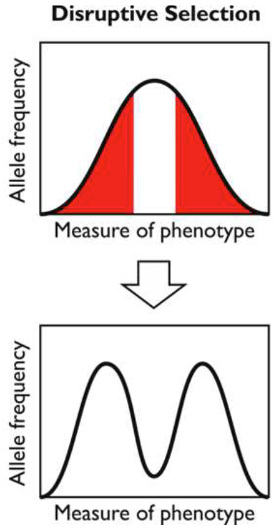 <ul><li><p>Occurs when both extremes of phenotype are favoured over the intermediate types (e.g. birds with large & small beaks feed on large & small seeds respectively & both do well, but birds with intermediate beaks have no advantage, & are selected against)</p></li><li><p>Over time, the population becomes phenotypically divided & new species may develop</p></li></ul><p></p>