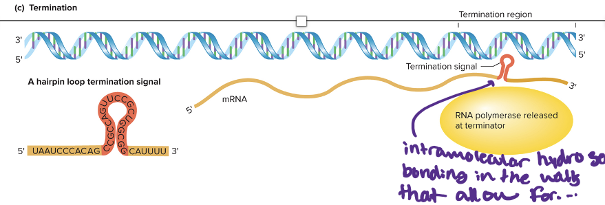 <p>what happens is termination</p>