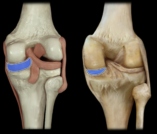 <p>posterior</p>