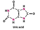 <p>A type of nitrogen excretion in which amino groups as uric acid are excreted in the form of a paste. Is used in birds and reptiles</p>