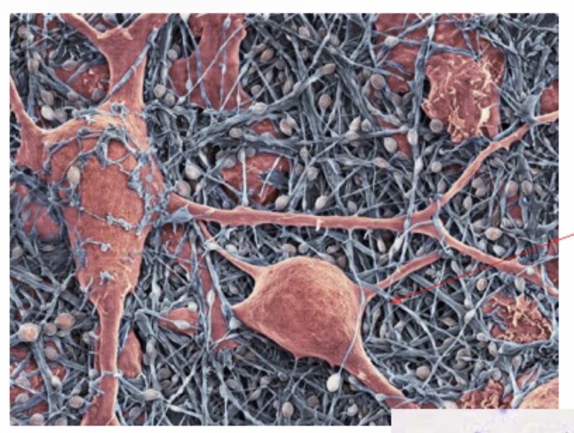 <p><span>Satellite glial cells: Function and etc: Surround neuron cell bodies in PNS ganglia and support the neuronal environment.</span></p>