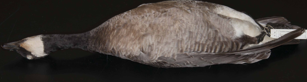 <p>(Canada Goose)</p>