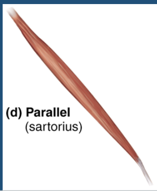 <p>straplike parallel fascicles </p>