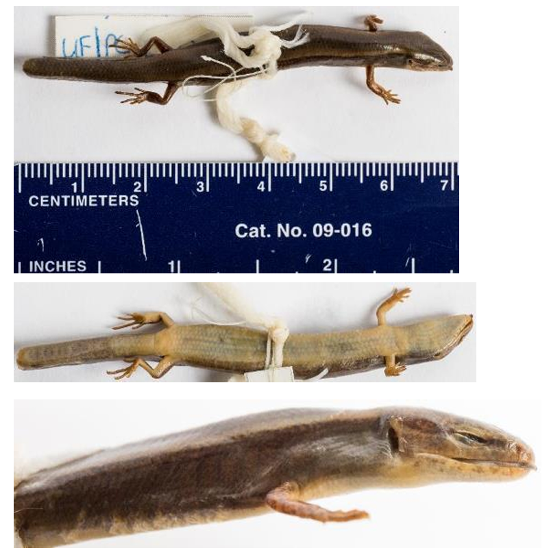 <p>Family: Scincidae (Cylindrical body, body scales equal in size and cyclic.)</p><p>Family name: Skinks</p>