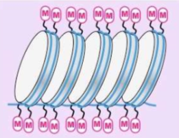 <ul><li><p>is <u>not</u> active DNA and not transcribed</p></li><li><p>DNA is “methylated” (methyl groups -CH<sub>3</sub> are added to histones making it impossible for transcription to occur)</p><ul><li><p>Silenced genes (methylated)</p></li></ul></li><li><p>More condensed</p></li></ul><p></p>