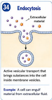 <p>Active vesicular transport that brings substances into the cell inside membrane vesicles. </p><p><span style="color: rgb(255, 26, 26);">Example: the cell literally opens a mouth and eats a particle because its too big to pass through the membrane.</span></p>