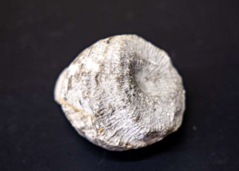 <p>Phylum &amp; name?</p>