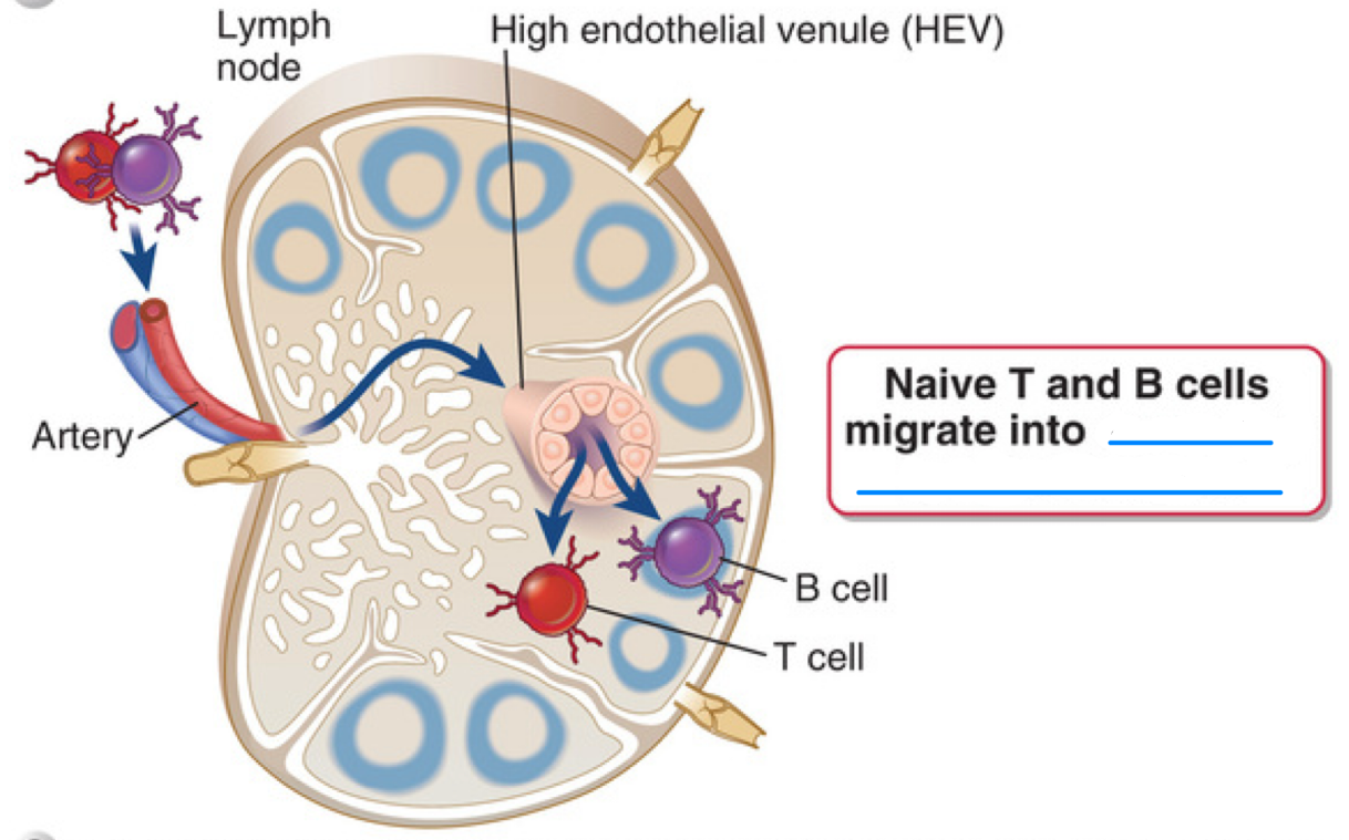 <p>Naive T and B cells migrate into ___</p>