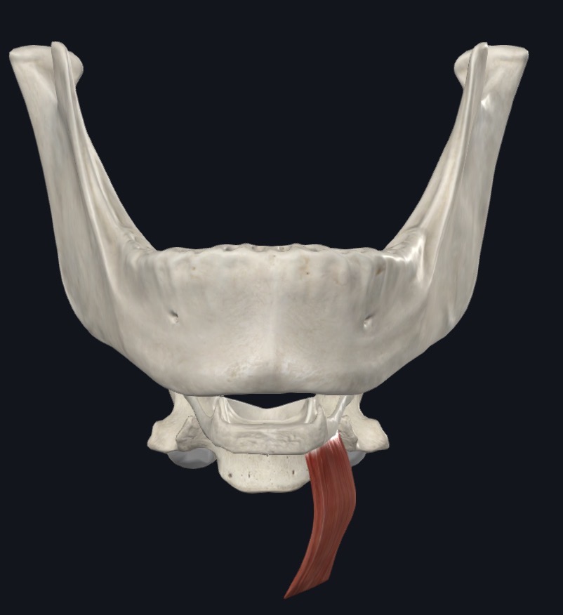 <p>Thyrohyoid Nerve</p>