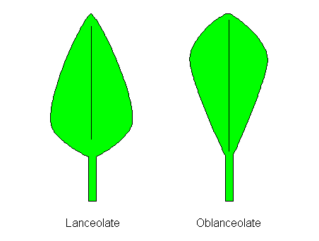 <p><mark data-color="#ffffff" style="background-color: rgb(255, 255, 255); color: inherit;">inverted lance-shaped leaf; </mark>much longer than it is wide, featuring the broadest portion near the apex and tapering down to a narrow point at the base near the stem</p>