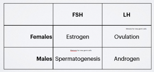 <p>production of estrogens in the female is accomplished by the ovary under stimulation by FSH, and LH and responsible for ovulation; in the male, spermatogenesis in stimulated by FSH, and LH is responsible for stimulating androgen synthesis by the testes. these are just the main effects, there are many more</p>
