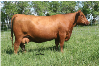 <p>Red angus</p>