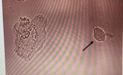 <p>Idenitity?</p>