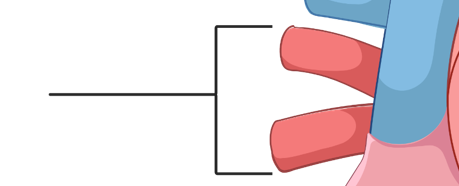 <p>What is this part of the heart?</p>