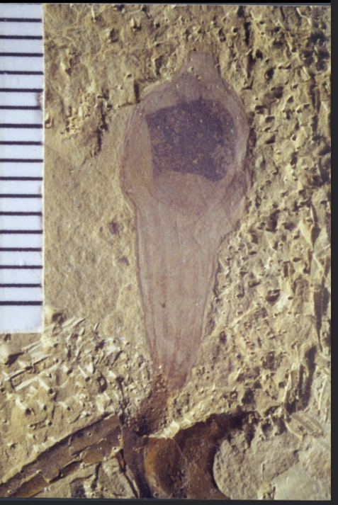 <p>what is this?</p>