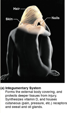 <p><span style="background-color: transparent;"><strong>Integumentary System</strong></span></p>