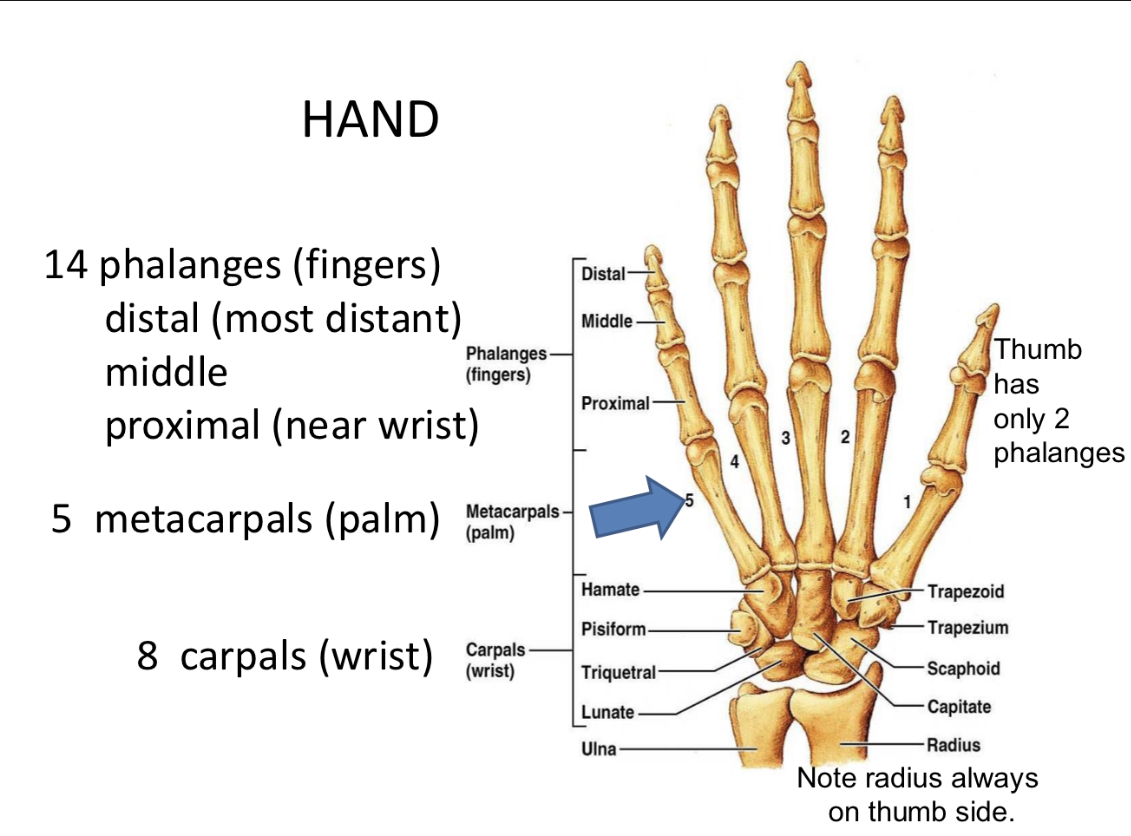 <p>Carpals=Wrist <strong>The Hand </strong></p>