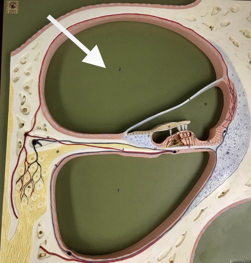 <p><span>name the specific SPACE at the end of the arrow's point</span></p>