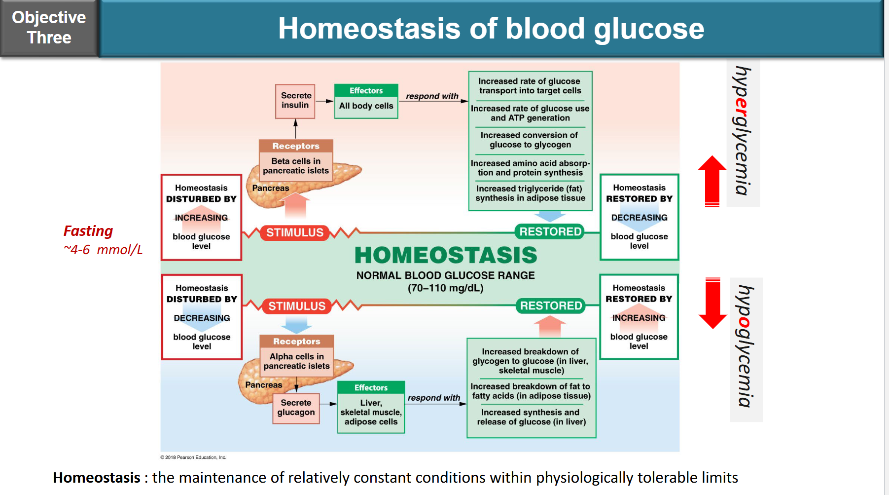 <ul><li><p>insulin:</p><ul><li><p>produced by beta cells of islets and langerhans in pancreas</p></li><li><p>function: promote glucose uptake into cells (for ATP production or storage in liver)</p></li></ul></li><li><p>glucagon:</p><ul><li><p>prodcued by alpha cells of Islets of Langerhans in pancreas</p></li><li><p>function: stimulates the breakdown of glycogen to increase blood sugar levels</p></li></ul></li></ul><p></p>