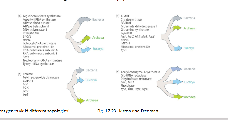 <p><strong>Why are there several different tree patterns on this slide?</strong><br></p>