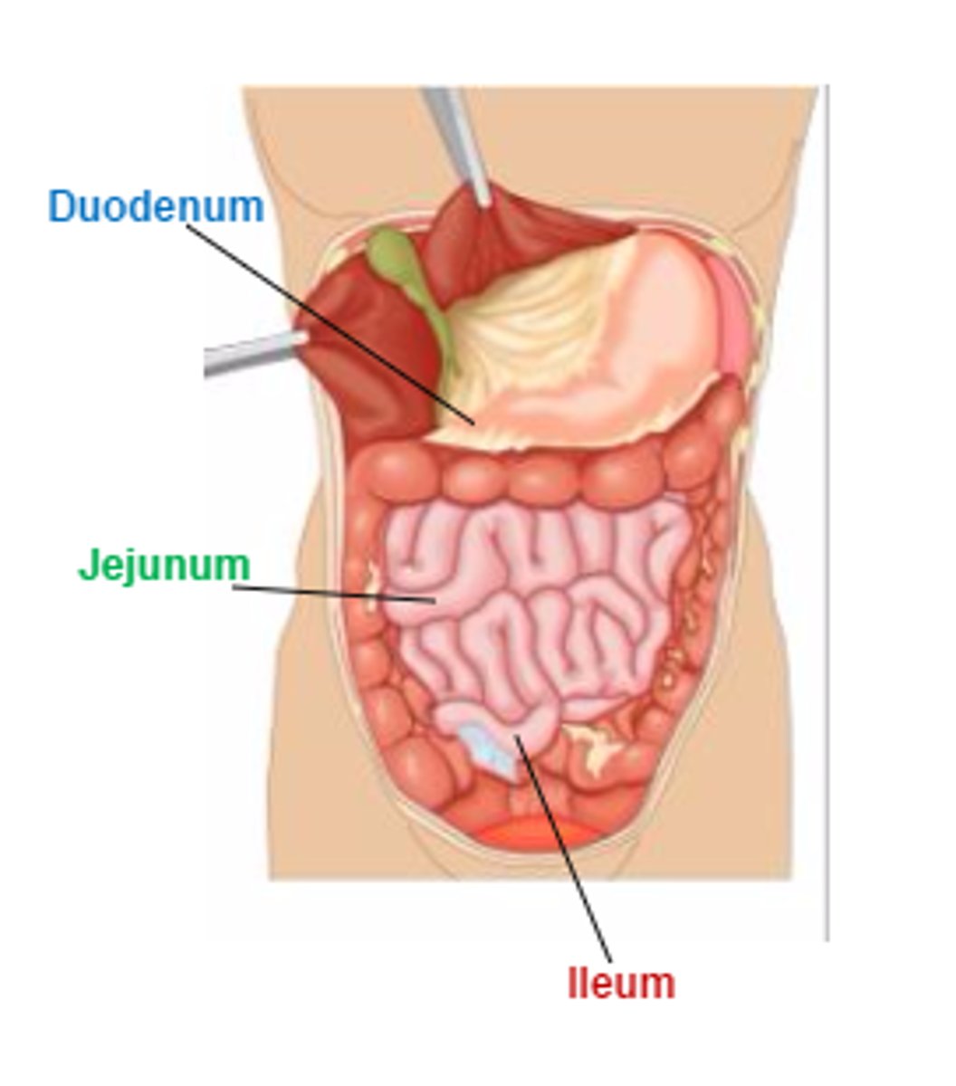 <p>Third and largest division of the small intestine. Absorbs important vitamins such like A, B12, E, D, and K.</p>
