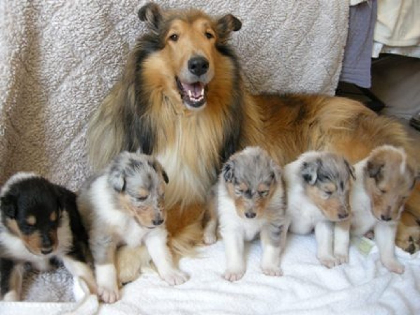 <p>The resulting individuals of reproduction.</p>