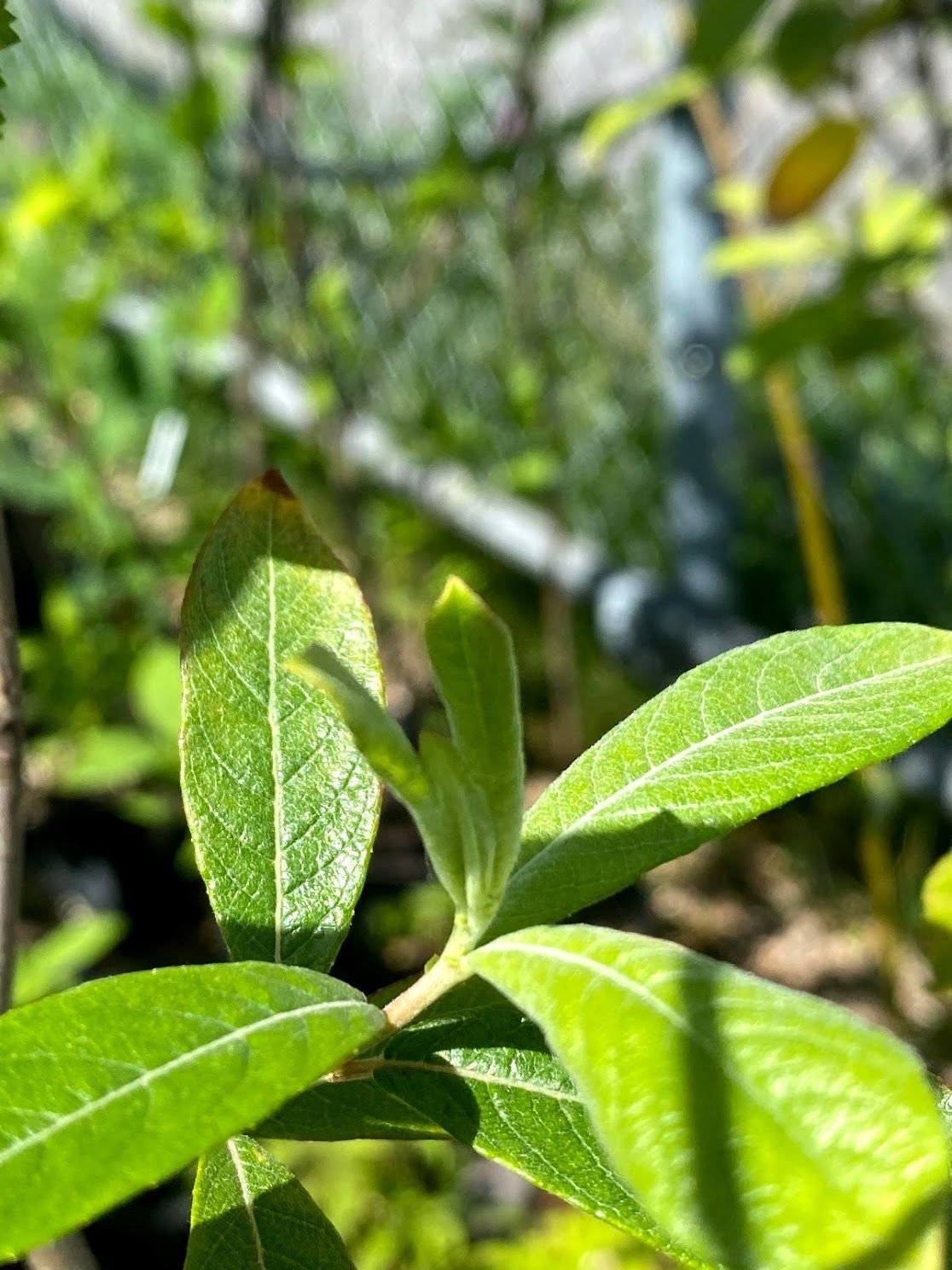 <p>Sitka Willow</p>
