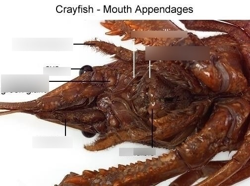 <p>-Possesses mandibles, appendages modified into jaws for biting, crushing or grinding food.</p><p>-The animals have one or two pairs of antennae</p><p>-Present in insects, crustaceans, and myriapods.</p>