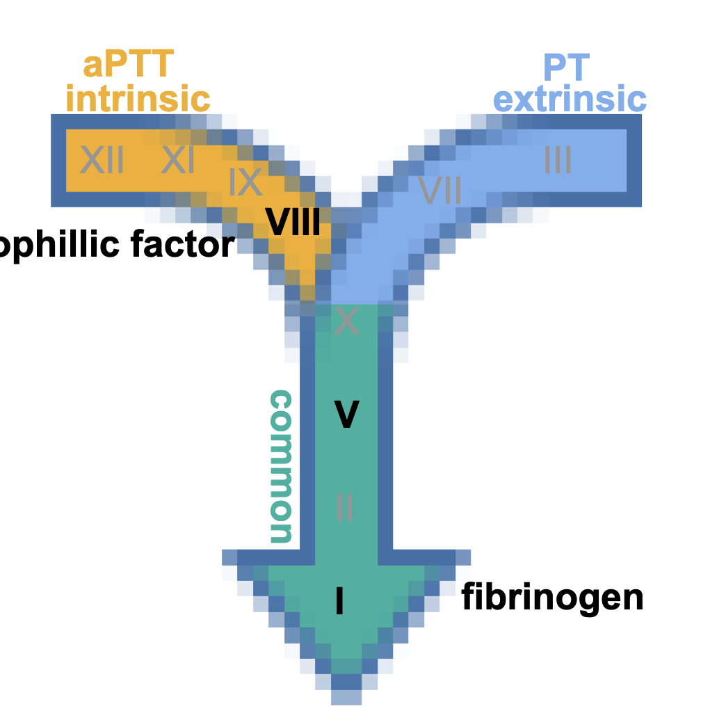 <p>PROTIENS THAT NEED FIBRINOGEN</p><p>thrombin-sensitive</p><p>• I, V, VIII, XIII</p><p>⚬ I (fibrinogen) → fibrin</p><p>⚬ XIII = fibrin stabilizer</p><p><strong>• not found in serum</strong></p>