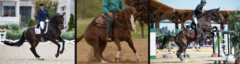 <p>What is the most common hind end lameness diagnosed in performance horses?</p>