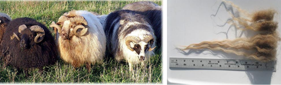 <p>sheep breed that’s multi-coated, introduced to Iceland by Vikings in 900, long outer coat and fine inner coat</p>