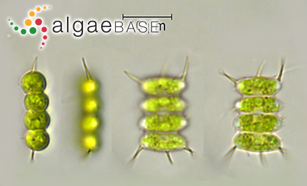 <p>Identify</p>