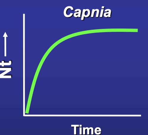 <p><em>Capnia</em> reach equilibrium density in 4 days</p><p><span style="color: green;">MODEL MATCH</span></p>