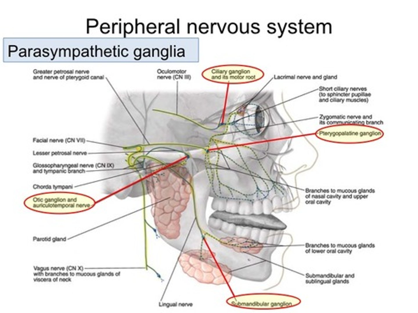 <p>There are 3 parasympathetic ganglia associated with the trigeminal nerve because</p>